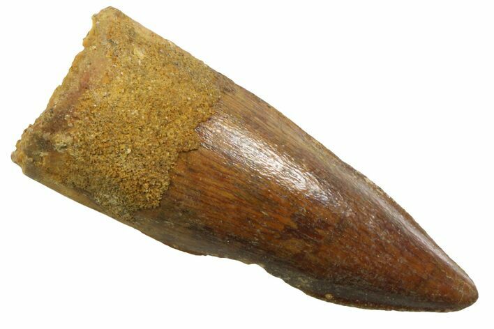 Juvenile Fossil Spinosaurus Tooth - Real Dinosaur Tooth #354819